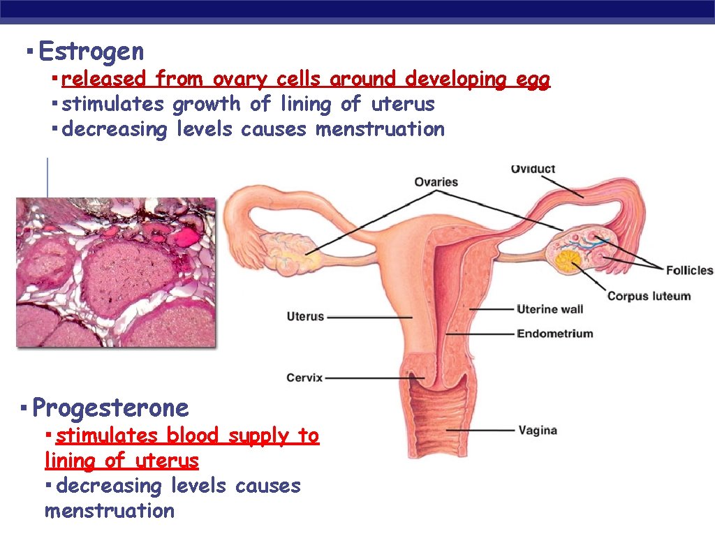 ▪ Estrogen ▪ released from ovary cells around developing egg ▪ stimulates growth of