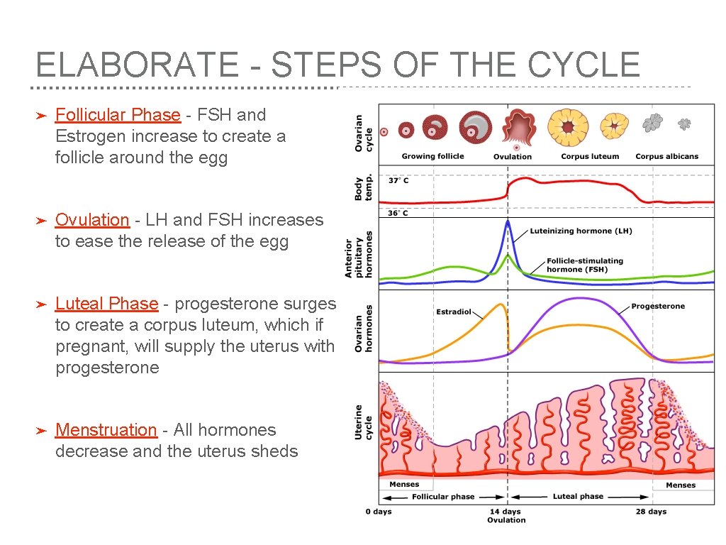 ELABORATE - STEPS OF THE CYCLE ➤ Follicular Phase - FSH and Estrogen increase
