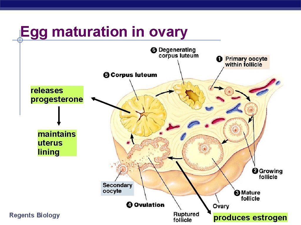 Egg maturation in ovary releases progesterone maintains uterus lining Regents Biology produces estrogen 