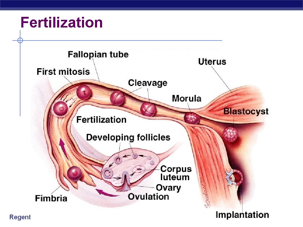 Fertilization Regents Biology 