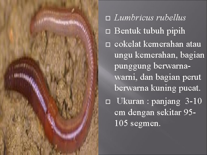  Lumbricus rubellus Bentuk tubuh pipih cokelat kemerahan atau ungu kemerahan, bagian punggung berwarnawarni,