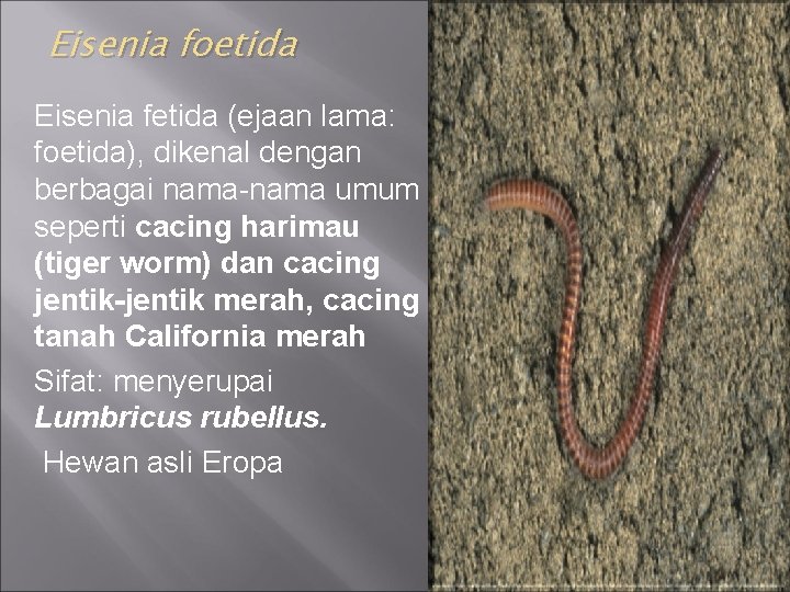 Eisenia foetida Eisenia fetida (ejaan lama: foetida), dikenal dengan berbagai nama-nama umum seperti cacing