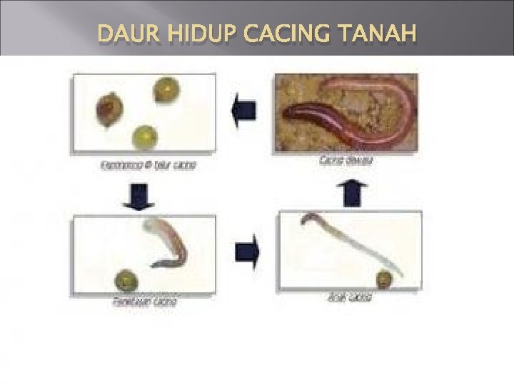 DAUR HIDUP CACING TANAH 