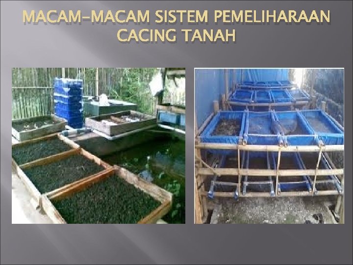 MACAM-MACAM SISTEM PEMELIHARAAN CACING TANAH 