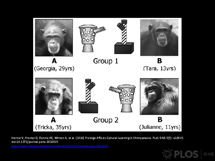 Horner V, Proctor D, Bonnie KE, Whiten A, et al. (2010) Prestige Affects Cultural