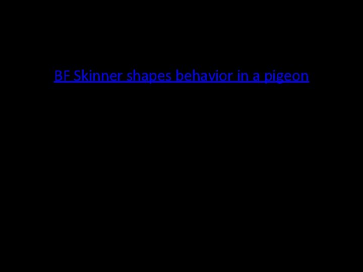 BF Skinner shapes behavior in a pigeon 