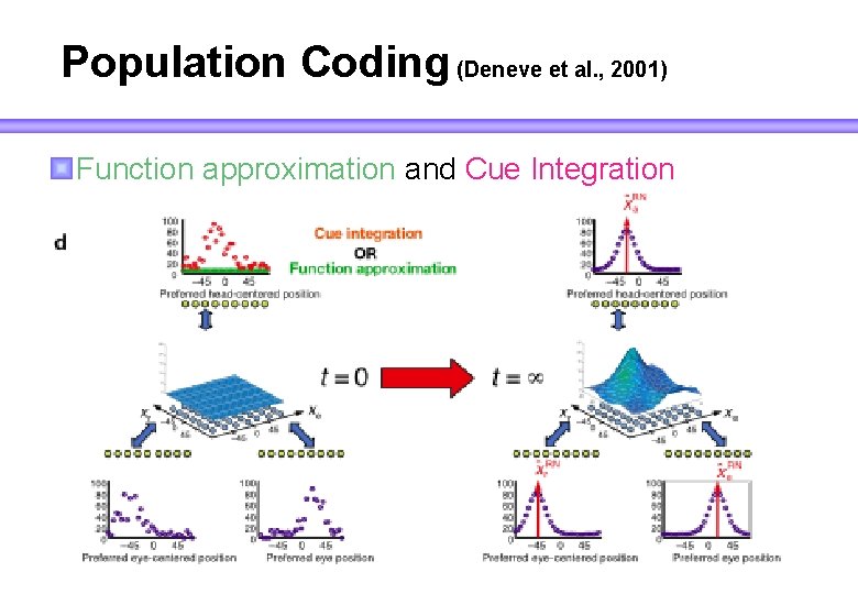 Population Coding (Deneve et al. , 2001) Function approximation and Cue Integration 