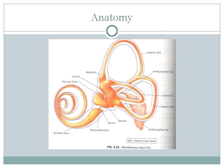 Anatomy 