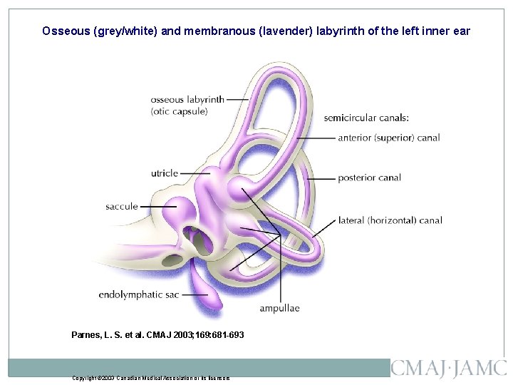 Osseous (grey/white) and membranous (lavender) labyrinth of the left inner ear Parnes, L. S.