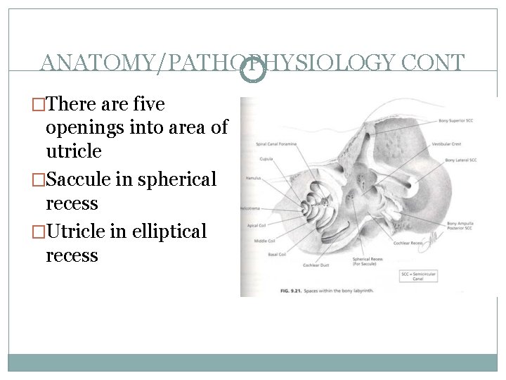 ANATOMY/PATHOPHYSIOLOGY CONT �There are five openings into area of utricle �Saccule in spherical recess