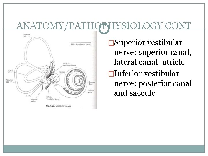 ANATOMY/PATHOPHYSIOLOGY CONT �Superior vestibular nerve: superior canal, lateral canal, utricle �Inferior vestibular nerve: posterior