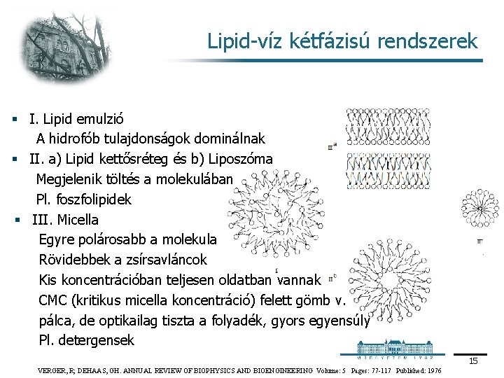 Lipid víz kétfázisú rendszerek § I. Lipid emulzió A hidrofób tulajdonságok dominálnak § II.