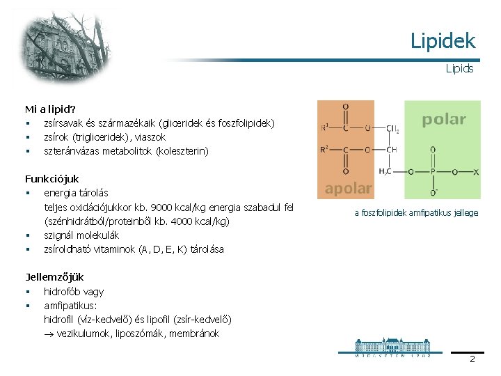 Lipidek Lipids Mi a lipid? § zsírsavak és származékaik (gliceridek és foszfolipidek) § zsírok