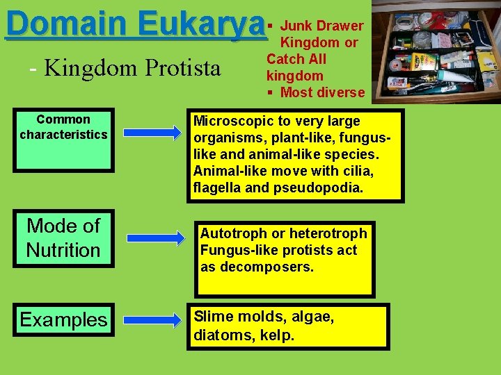 Drawer Domain Eukarya§ Junk Kingdom or - Kingdom Protista Common characteristics Mode of Nutrition