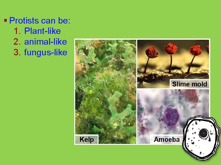 § Protists can be: 1. Plant-like 2. animal-like 3. fungus-like 