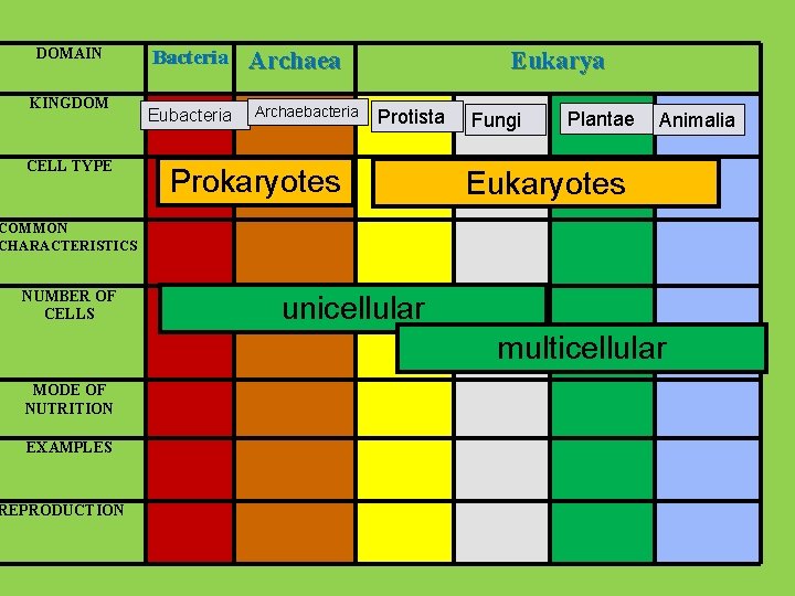 DOMAIN KINGDOM CELL TYPE Bacteria Eubacteria Archaebacteria Eukarya Protista Prokaryotes Fungi Plantae Animalia Eukaryotes