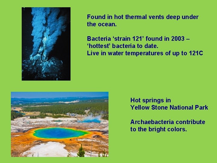 Found in hot thermal vents deep under the ocean. Bacteria ‘strain 121’ found in