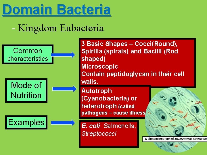 Domain Bacteria - Kingdom Eubacteria Common characteristics Mode of Nutrition 3 Basic Shapes –