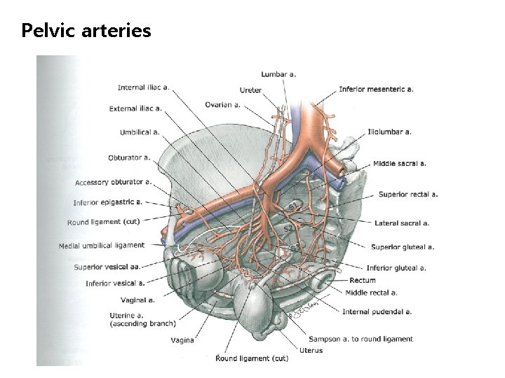 Pelvic arteries 