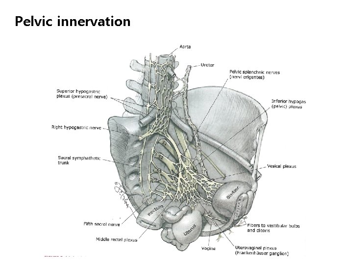 Pelvic innervation 