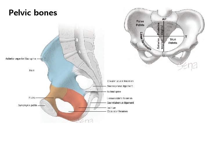 Pelvic bones 