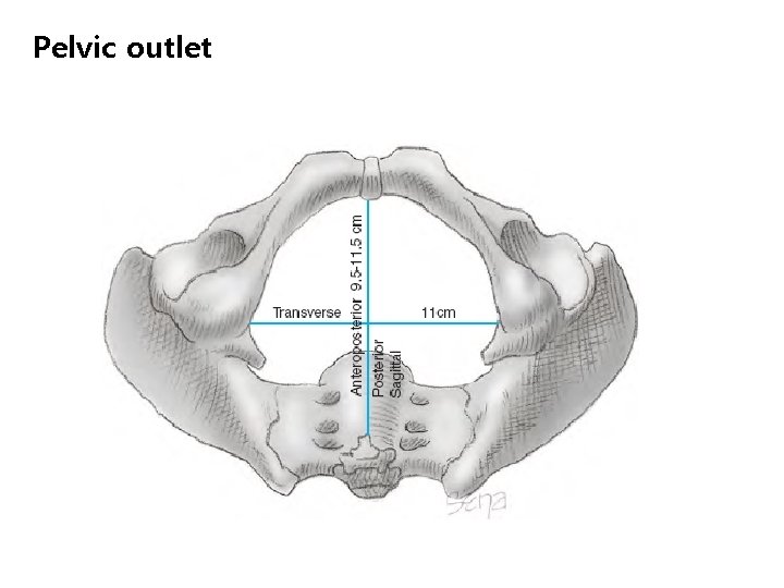 Pelvic outlet 