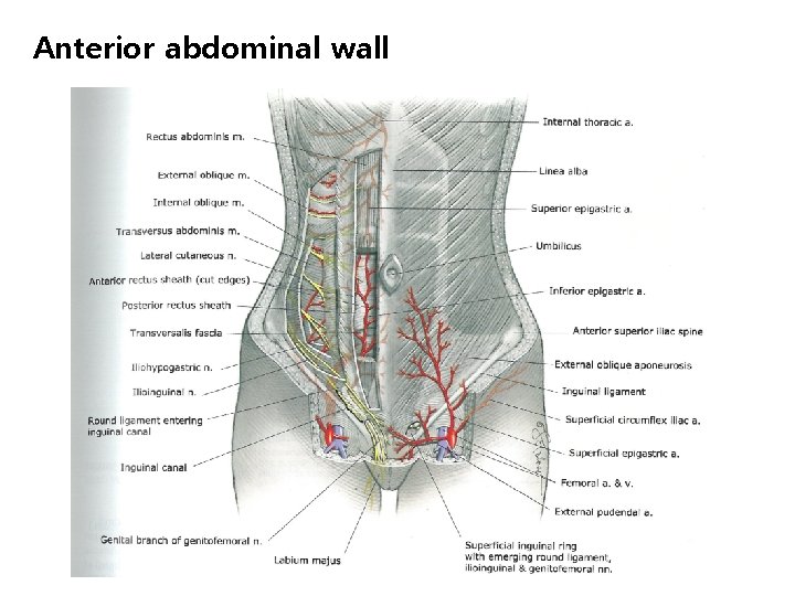 Anterior abdominal wall 