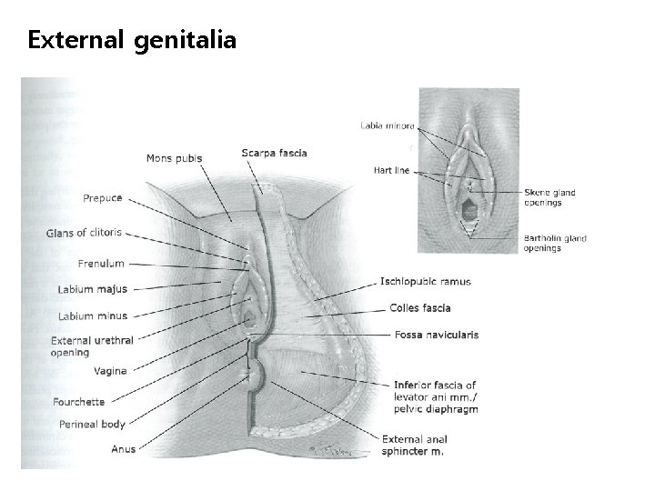 External genitalia 