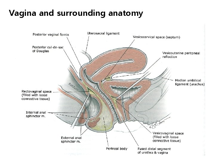 Vagina and surrounding anatomy 