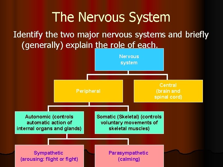 The Nervous System Identify the two major nervous systems and briefly (generally) explain the