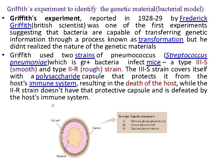 Griffith´s experiment to identify the genetic material(bacterial model) • Griffith's experiment, reported in 1928