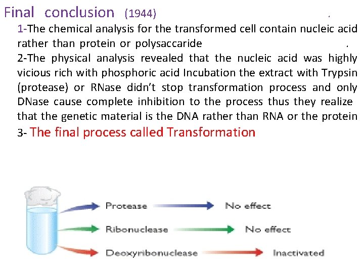 Final conclusion (1944). 1 -The chemical analysis for the transformed cell contain nucleic acid