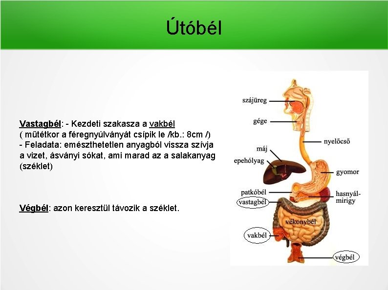 Útóbél Vastagbél: - Kezdeti szakasza a vakbél ( műtétkor a féregnyúlványát csípik le /kb.