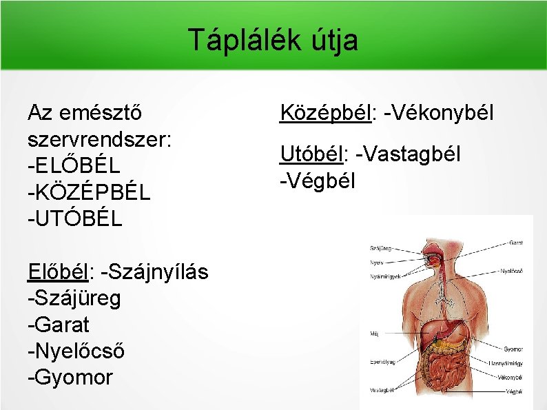 Táplálék útja Az emésztő szervrendszer: -ELŐBÉL -KÖZÉPBÉL -UTÓBÉL Előbél: -Szájnyílás -Szájüreg -Garat -Nyelőcső -Gyomor