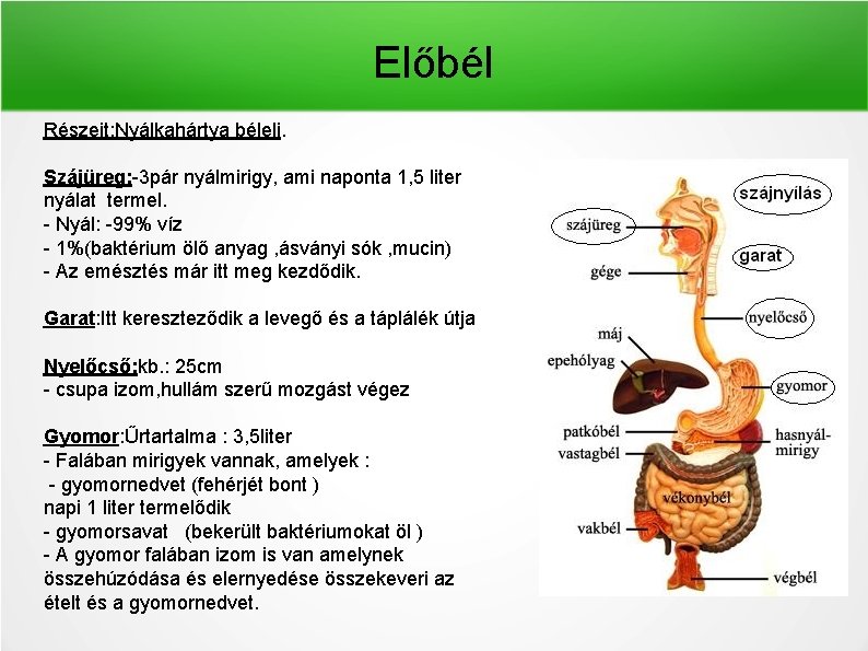 Előbél Részeit: Nyálkahártya béleli. Szájüreg: -3 pár nyálmirigy, ami naponta 1, 5 liter nyálat