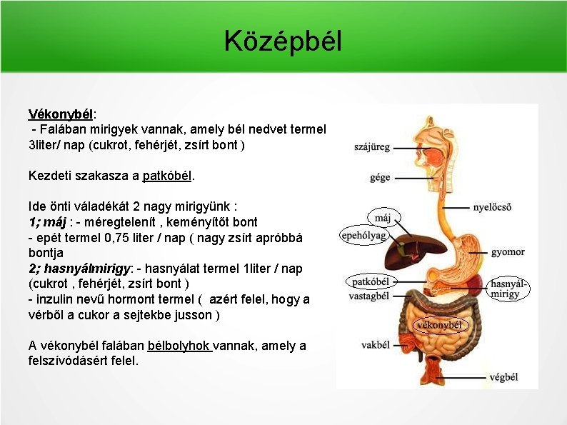 Középbél Vékonybél: - Falában mirigyek vannak, amely bél nedvet termel 3 liter/ nap (cukrot,