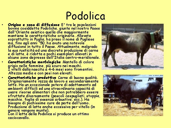 • • • Podolica Origine e zona di diffusione E' tra le popolazioni • • • Podolica Origine e zona di diffusione E' tra le popolazioni