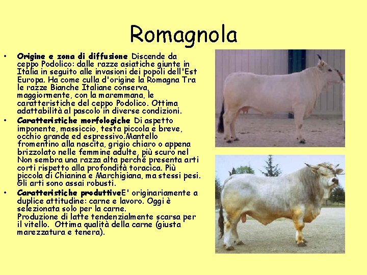 Romagnola • • • Origine e zona di diffusione Discende da ceppo Podolico: dalle Romagnola • • • Origine e zona di diffusione Discende da ceppo Podolico: dalle