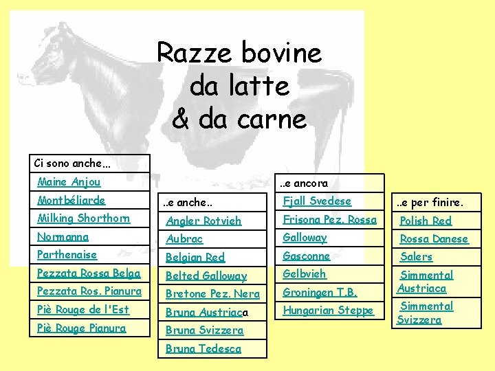 Razze bovine da latte & da carne Ci sono anche… Maine Anjou . . Razze bovine da latte & da carne Ci sono anche… Maine Anjou . .