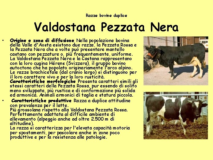 Razze bovine duplice Valdostana Pezzata Nera • • Origine e zona di diffusione Nella Razze bovine duplice Valdostana Pezzata Nera • • Origine e zona di diffusione Nella