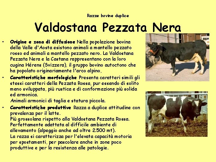 Razze bovine duplice Valdostana Pezzata Nera • • • Origine e zona di diffusione Razze bovine duplice Valdostana Pezzata Nera • • • Origine e zona di diffusione