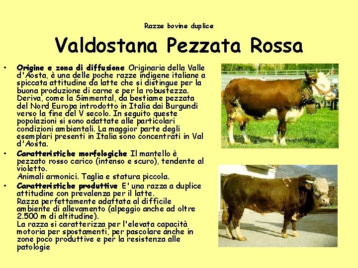 Razze bovine duplice Valdostana Pezzata Rossa • • • Origine e zona di diffusione Razze bovine duplice Valdostana Pezzata Rossa • • • Origine e zona di diffusione