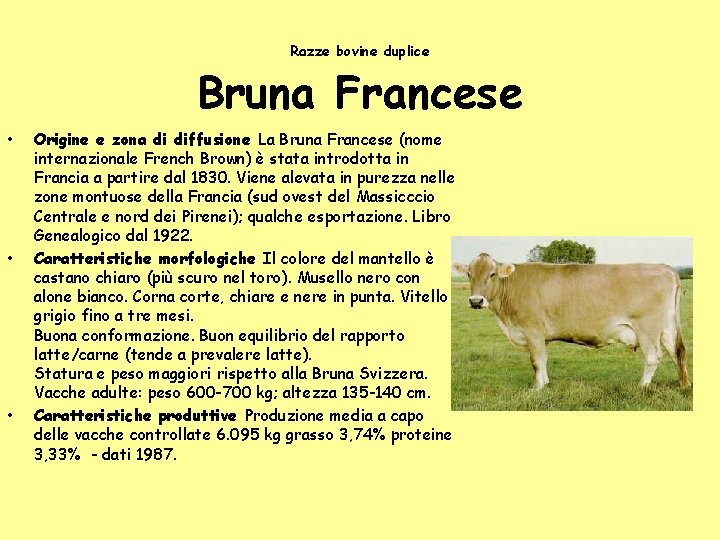 Razze bovine duplice Bruna Francese • • • Origine e zona di diffusione La Razze bovine duplice Bruna Francese • • • Origine e zona di diffusione La