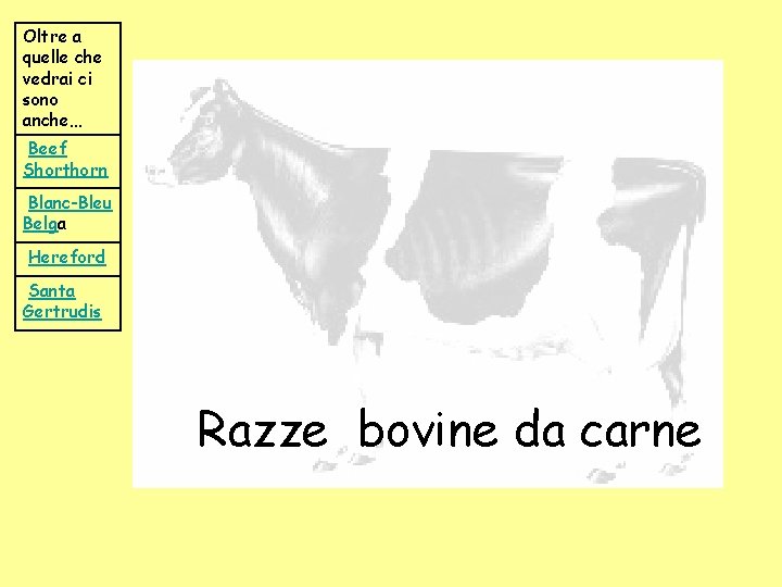 Oltre a quelle che vedrai ci sono anche… Beef Shorthorn Blanc-Bleu Belga Hereford Santa Oltre a quelle che vedrai ci sono anche… Beef Shorthorn Blanc-Bleu Belga Hereford Santa