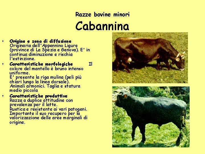 Razze bovine minori Cabannina • • • Origine e zona di diffusione Originaria dell'Appennino Razze bovine minori Cabannina • • • Origine e zona di diffusione Originaria dell'Appennino