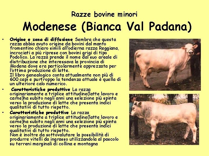 Razze bovine minori Modenese (Bianca Val Padana) • • • Origine e zona di Razze bovine minori Modenese (Bianca Val Padana) • • • Origine e zona di