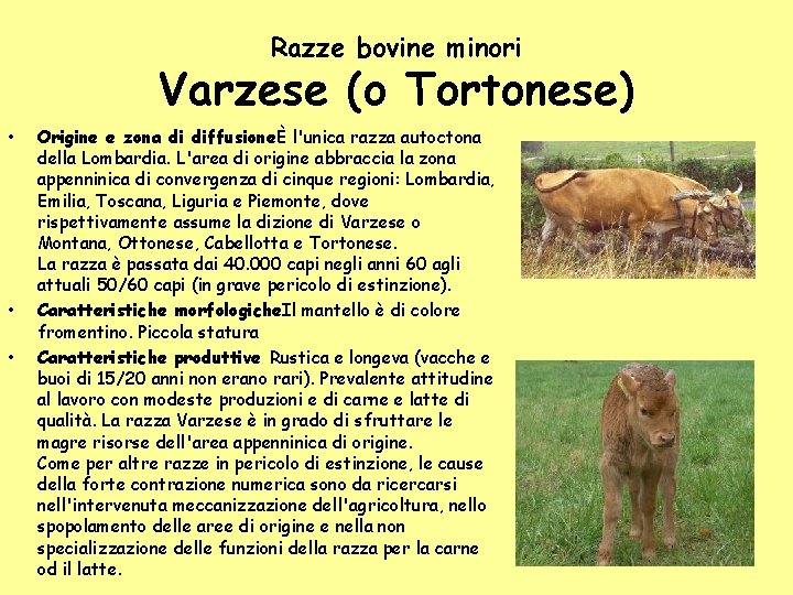 Razze bovine minori Varzese (o Tortonese) • • • Origine e zona di diffusioneÈ Razze bovine minori Varzese (o Tortonese) • • • Origine e zona di diffusioneÈ