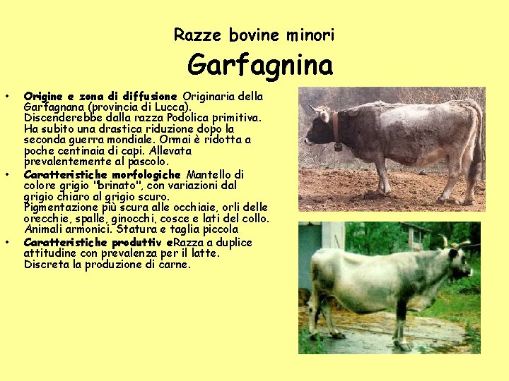 Razze bovine minori Garfagnina • • • Origine e zona di diffusione Originaria della Razze bovine minori Garfagnina • • • Origine e zona di diffusione Originaria della