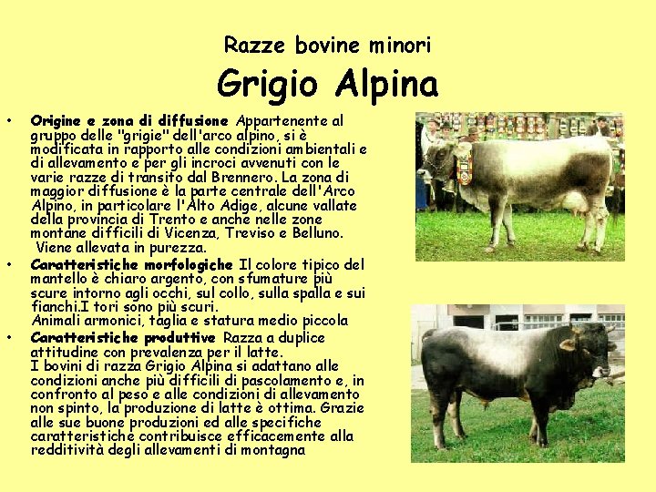 Razze bovine minori Grigio Alpina • • • Origine e zona di diffusione Appartenente Razze bovine minori Grigio Alpina • • • Origine e zona di diffusione Appartenente