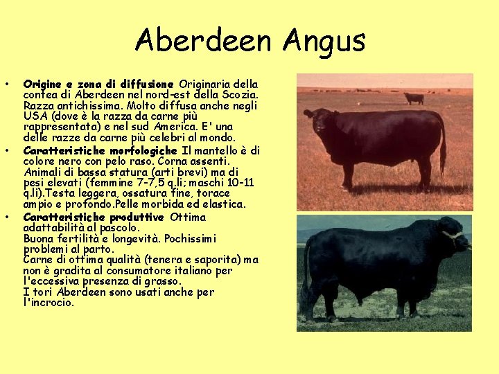 Aberdeen Angus • • • Origine e zona di diffusione Originaria della contea di Aberdeen Angus • • • Origine e zona di diffusione Originaria della contea di
